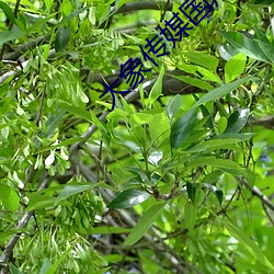 大象传(chuán)媒国产(chn)