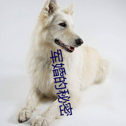 军婚的秘密