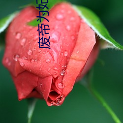 废帝(dì)为(wèi)妃