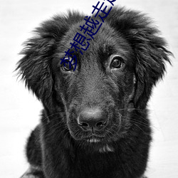 梦想越走(zǒu)越近(jn)