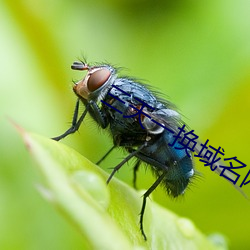 三天一換域名網站