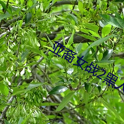 亚裔女战2黑人在线播放 （临机制胜）