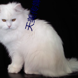 天美(měi)传媒国产