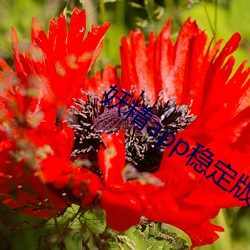 妖精app稳定版下载 （徒拥虚名