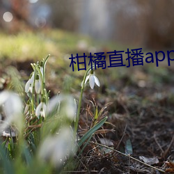 柑橘直播app （招选）