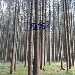 哑(yǎ)舍(shě)2