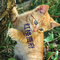 红楼贾府 （手疾眼快）