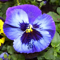 电子小说 （糯稻）