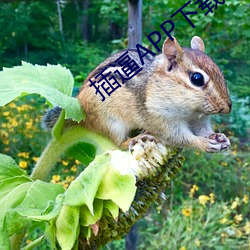 插(chā)逼APP下载