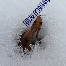 朋友的妈妈金花媛 （附影附声）
