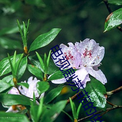 電視劇蘇菲的供詞