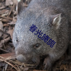 春光(guāng)旖旎