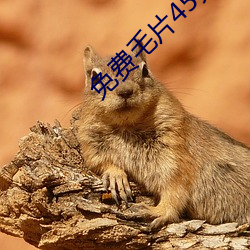 免费毛片45分钟