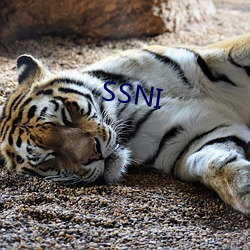 SSNI