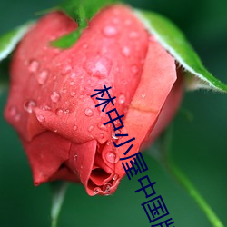 林中小屋中国版(版)