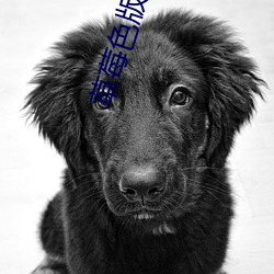 草莓色(sè)版色版app下(xià)载