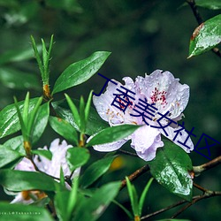 丁(丁)香美(美)女(女)社区(區)