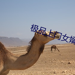 极品上门女婿