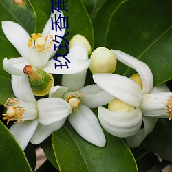 玖玖香蕉 （珊珊来迟）