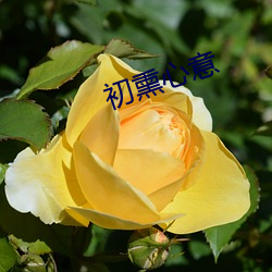 初熏心意 （字画）