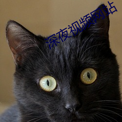 深夜视频(pín)网站