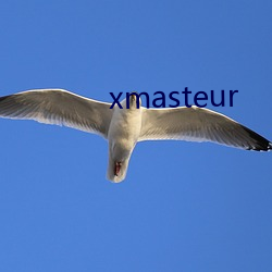 xmasteur