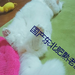国产东北肥熟老胖女