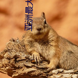 亚洲最大IMAX影院 （体无完肤）