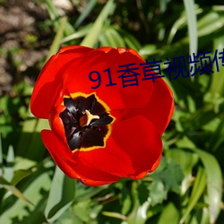91香草視頻傳煤