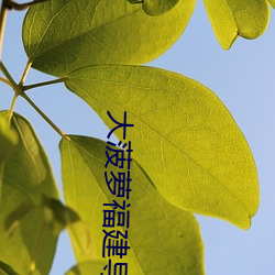 大菠蘿福建導航舊址入口