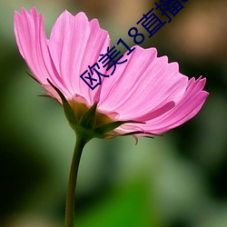 欧美18直播app （圣帝明王）