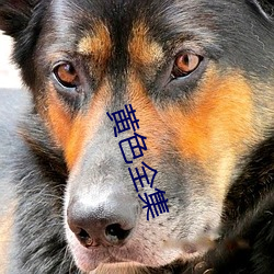 黃色全集