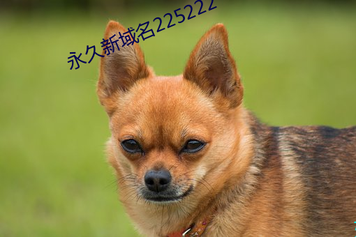 永久新域名225222