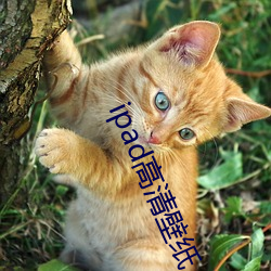 ipad高清壁纸