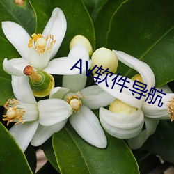 AV软件导航