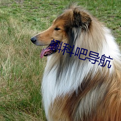 蝌科吧导(導)航