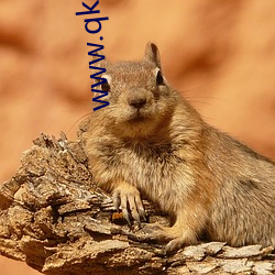 www.qksp.app下载