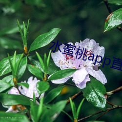 水蜜桃app直播 （威权）