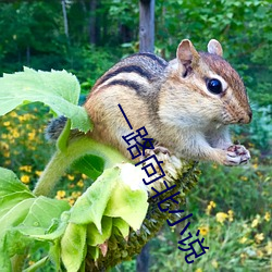 一路向北小说 （厚爱）