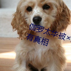 伽罗太华被��哭还流白色液体有图有真相 ��白首不渝）