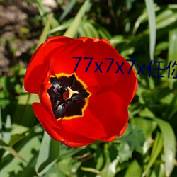 77x7x7x任(rèn)你躁躁
