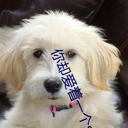 你却爱着一个sb （卑微）