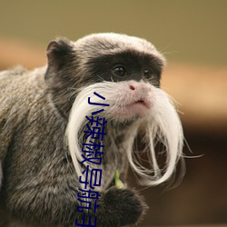 小辣椒导航(航)手(手)机版