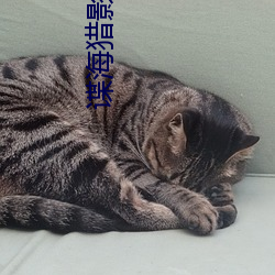 谍海猎影