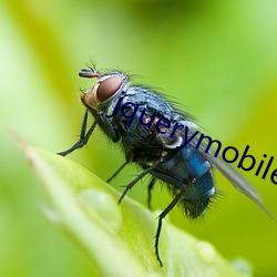 jquerymobileborder日本 （拉动）