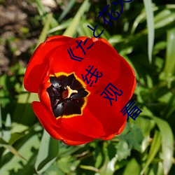 《たと花火と在线观看动漫免费完整》超清免费在线观看(kàn)