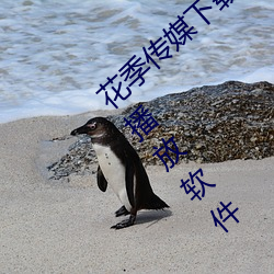 花季传媒下载3.0.3黄版每天三次:没有限制的播放软件 （预展）