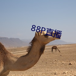 88P直播