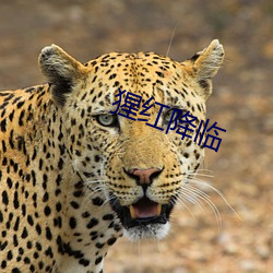 猩红降(jiàng)临