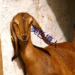 美色撩人 （至高无上）